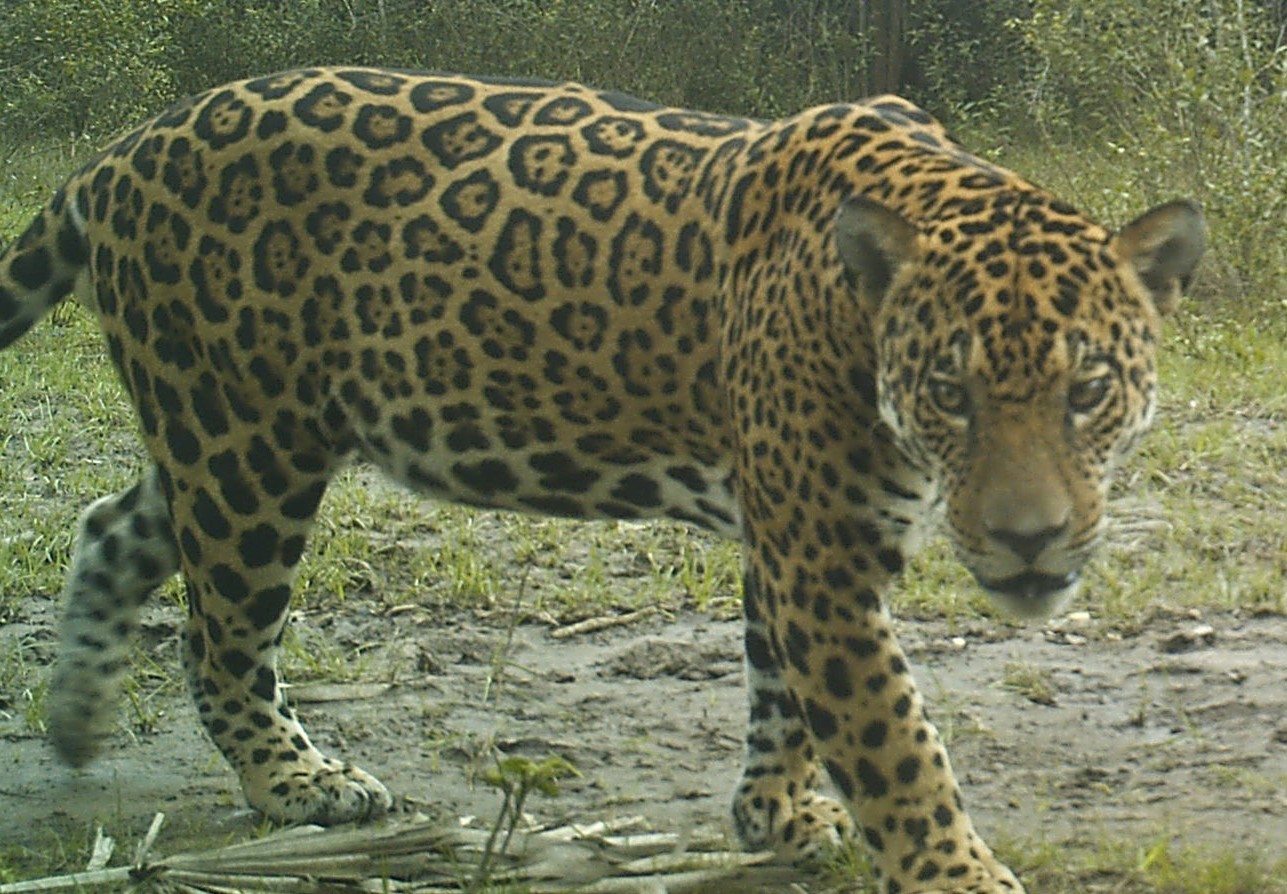 how-these-bolivian-ranches-are-helping-to-conserve-endangered-jaguars
