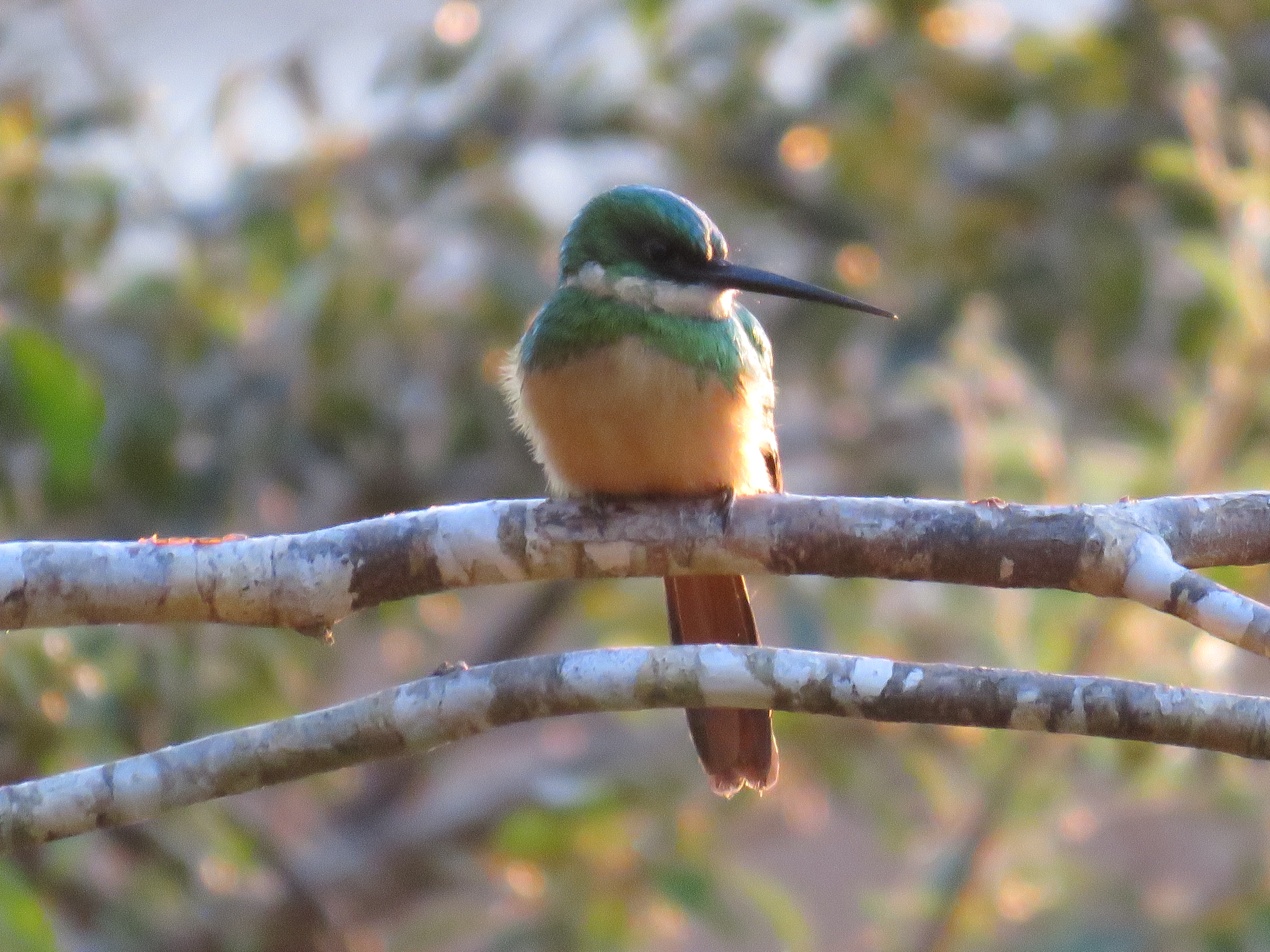 ebirds-checklist-for-hotspot-san-miguelito-jaguar-conservation-ranch