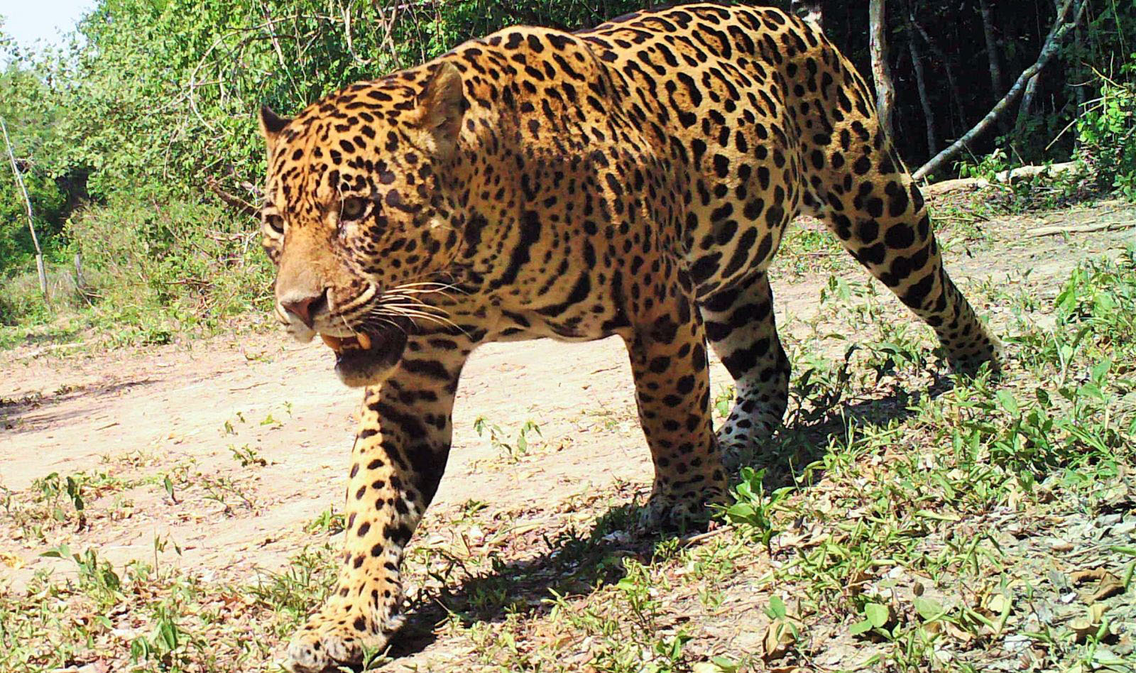 mongabay-com201807san-miguelito-jaguares-bolivia-2