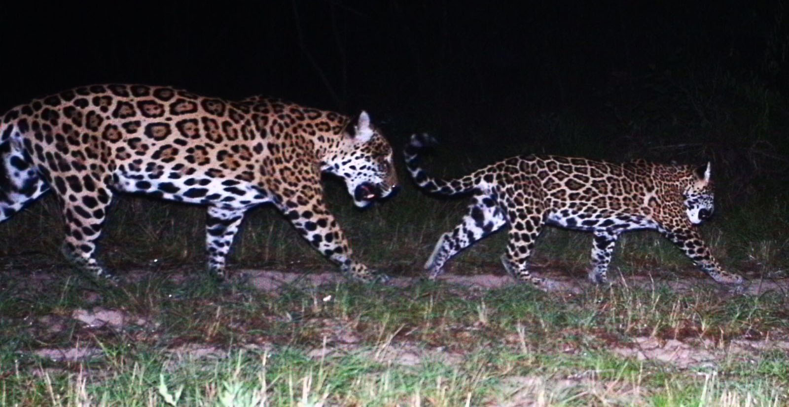bolivianlife-comsan-miguelito-jaguar-conservation-reserve