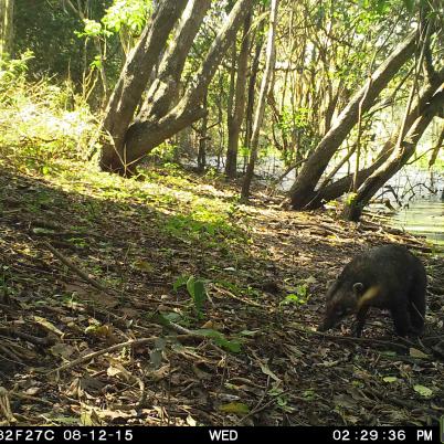 image of coati