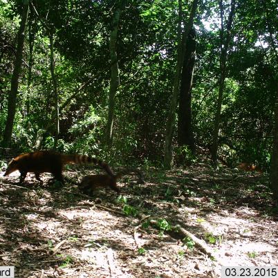 image of coati