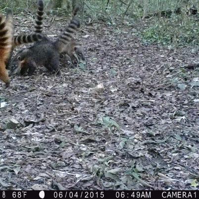 image of coati