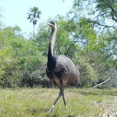 image of american-rhea-nandu