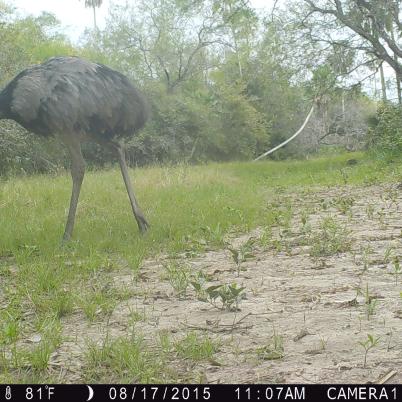image of american-rhea-nandu