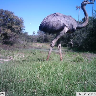 image of american-rhea-nandu
