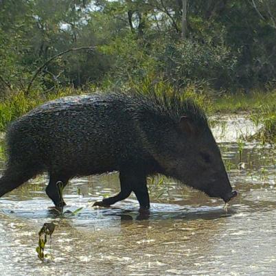 image of collared-peccary