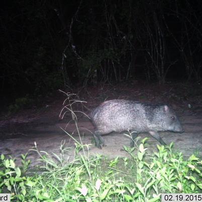 image of collared-peccary