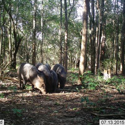 image of collared-peccary