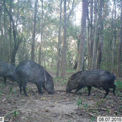 image of collared-peccary