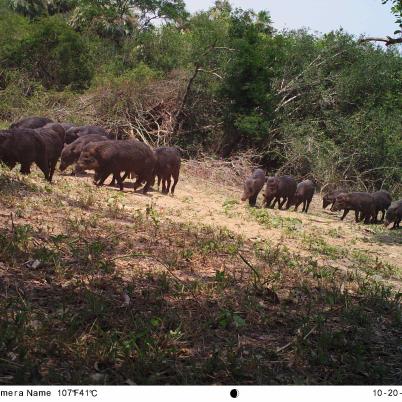 image of white-lipped-peccary
