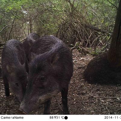 image of white-lipped-peccary