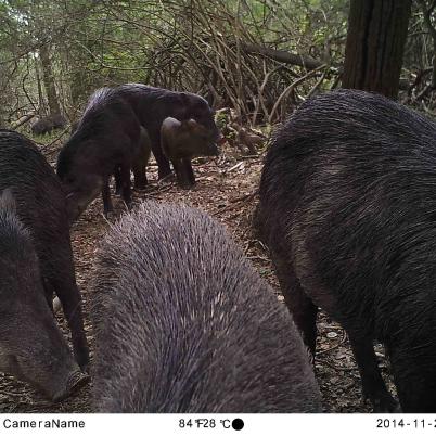 image of white-lipped-peccary