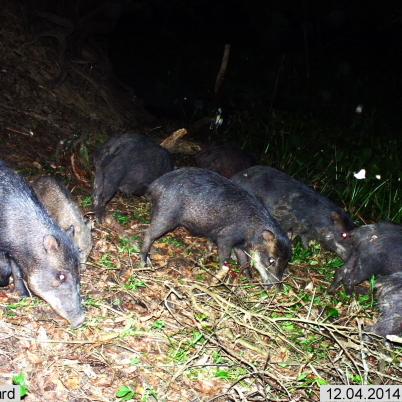image of white-lipped-peccary