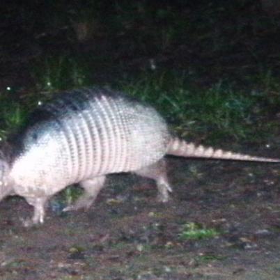image of three-ringed-armadillo