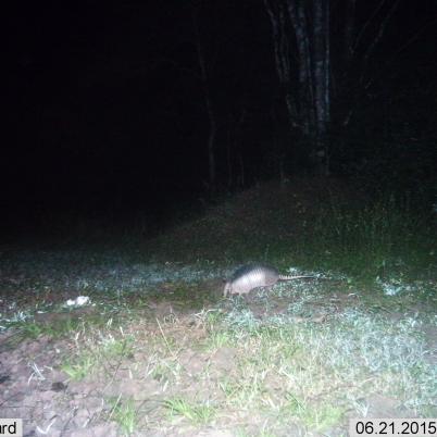 image of three-ringed-armadillo