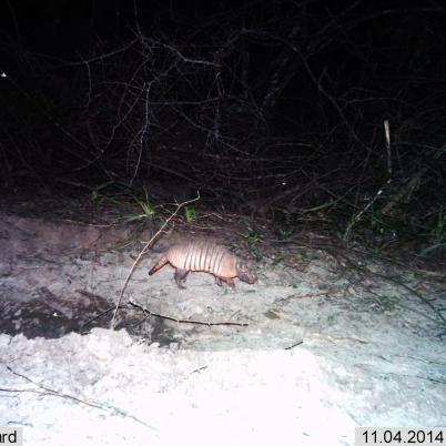 image of six-banded-armadillo