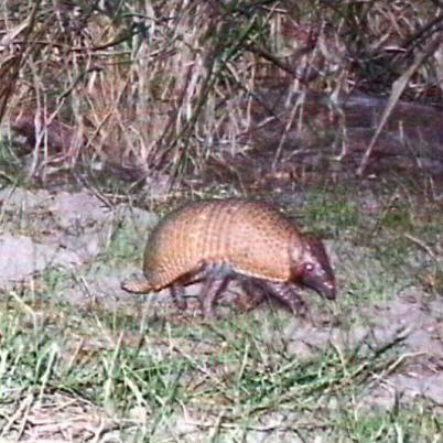 image of three-banded-armadillo