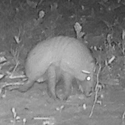 image of three-banded-armadillo