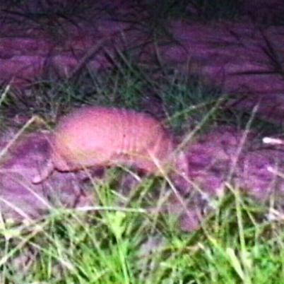image of three-banded-armadillo