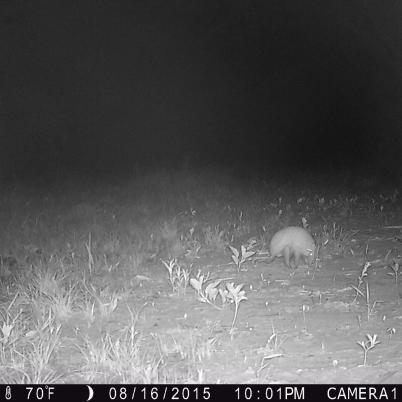 image of three-banded-armadillo