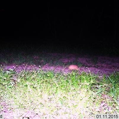 image of three-banded-armadillo