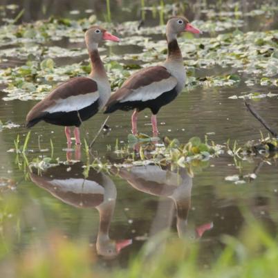 image of whistling-ducks