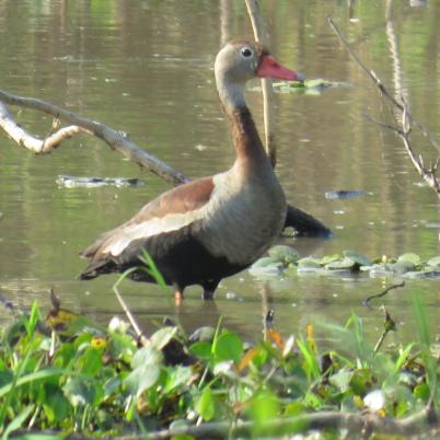 image of whistling-ducks