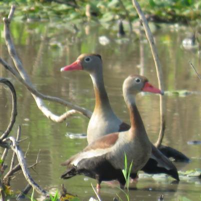 image of whistling-ducks