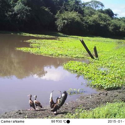 image of whistling-ducks