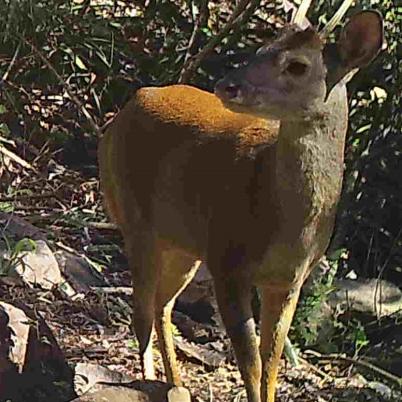 image of brown-brocket-deer