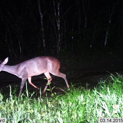 image of brown-brocket-deer