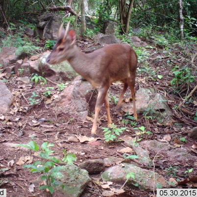image of brown-brocket-deer