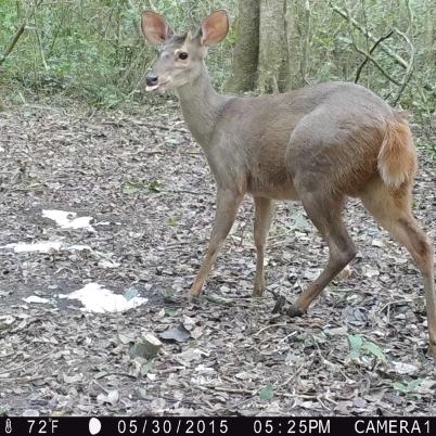image of brown-brocket-deer