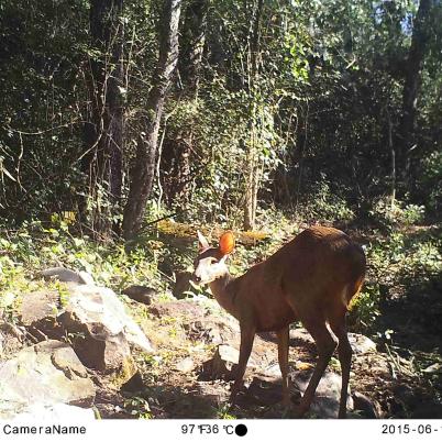image of brown-brocket-deer