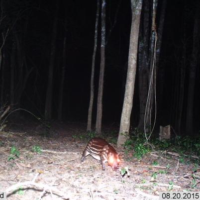 image of paca