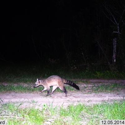 image of crab-eating-raccoon