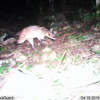 image of crab-eating-raccoon