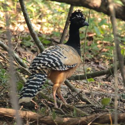 image of bare-faced-curassow