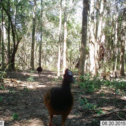 image of bare-faced-curassow