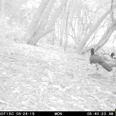 image of bare-faced-curassow