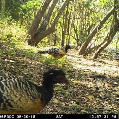 image of bare-faced-curassow
