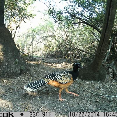 image of bare-faced-curassow