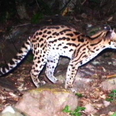 image of margay