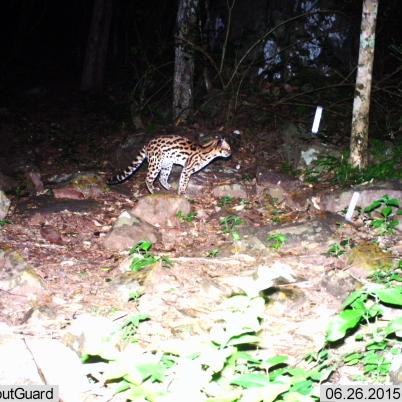 image of margay