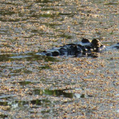 image of alligators