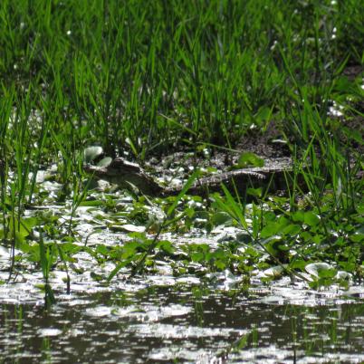 image of alligators