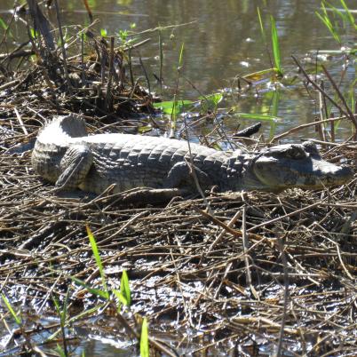image of alligators