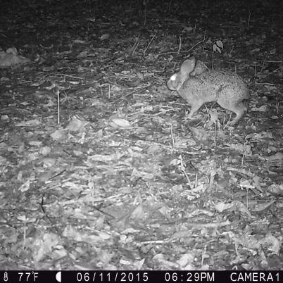 image of rabbit