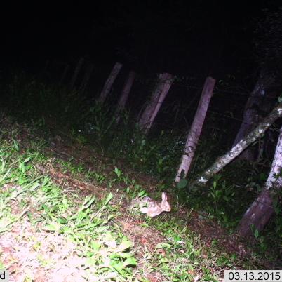 image of rabbit